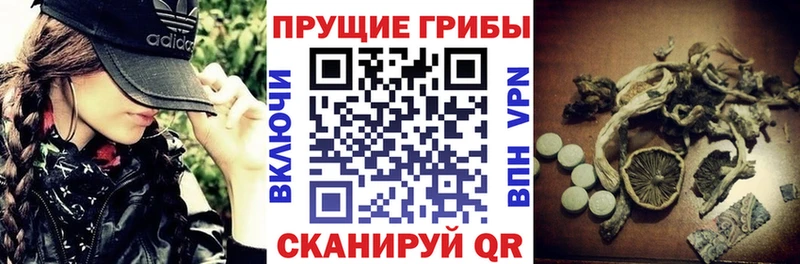 Псилоцибиновые грибы Psilocybe  купить  цена  shop клад  Волжский 